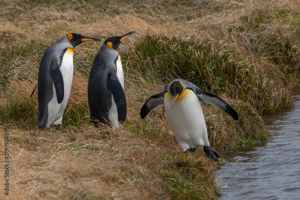 Fototapeta premium King Penguins (Aptenodytes patagonicus) Standing on Coastal Grassland Tierra del Fuego, Patagonia, Chili.