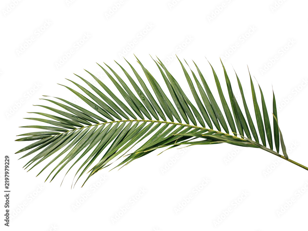 Obraz premium Green palm frond leaf with detailed veins solated on transparent background