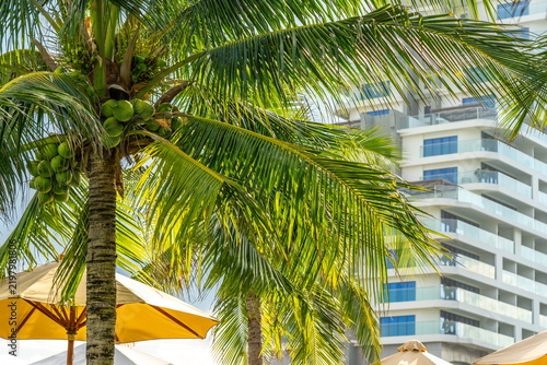 Фотография Lush Green Palm Trees Provide Serenity Against a Modern Architectural Backdrop i