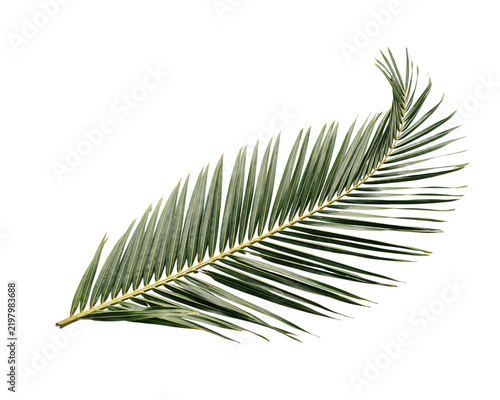 Cuadro en lienzo Green palm frond isolated on white background, with black solated, on transparen