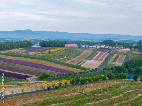 Rows of colorful flowers in rolling hills in rural summer landscape of Biei in Hokkaido, Japan