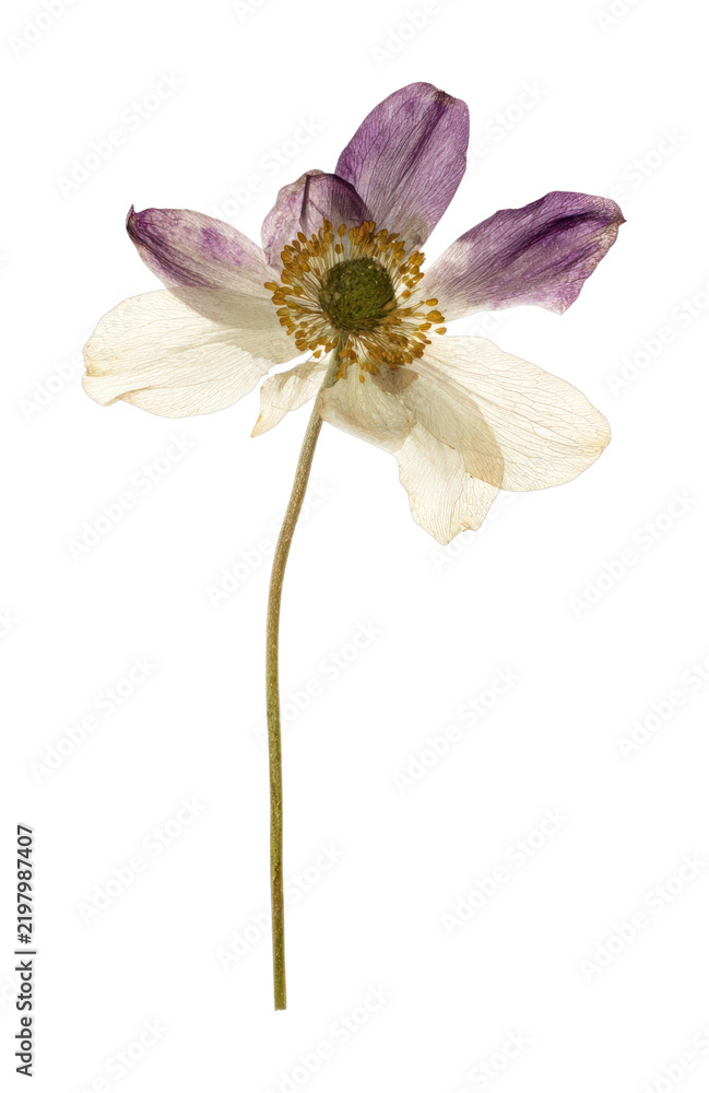 Obraz premium PNG Anemone pressed flower white.