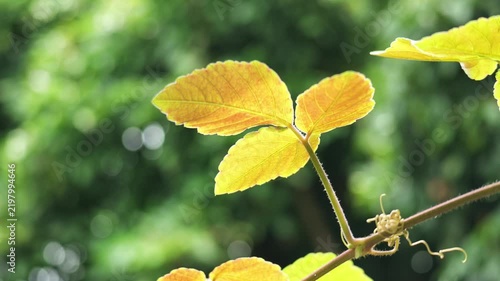 Slow Motion of Golden Yellow Leaves Swaying with Green Bokeh Background