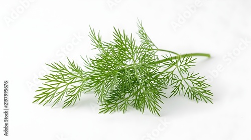 Fresh dill sprig isolated on a clean white background