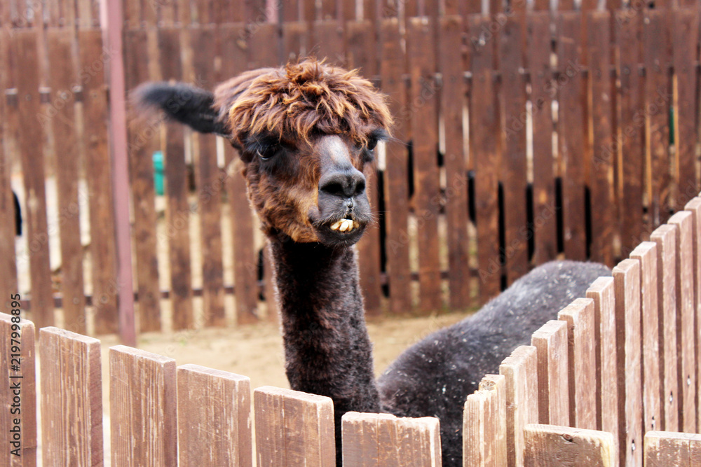Fototapeta premium Portrait of a funny brown llama. Wild animal.