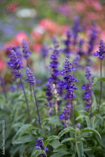 Beautiful purple-blue mealy sage flowers in close-up outdoors in the garden.