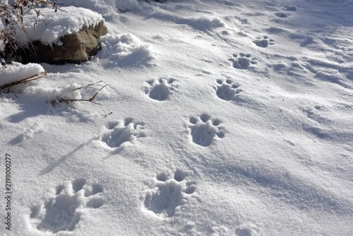 Snowy paw prints