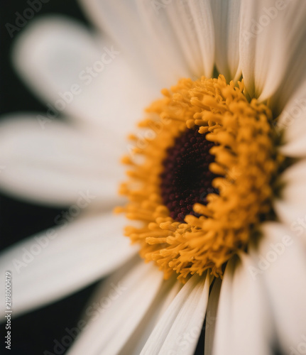 close up of daisy flower