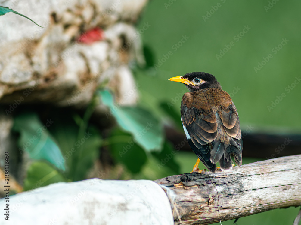 Fototapeta premium Common Myna Bird Perched on Weathered Log Against Green Background