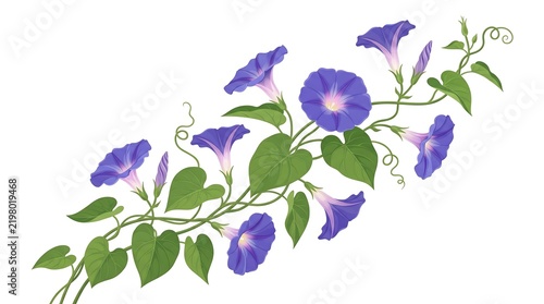Beautiful illustration of purple morning glory flowers on a vine.
