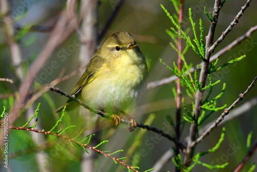 Fitis // Willow warbler (Phylloscopus trochilus)