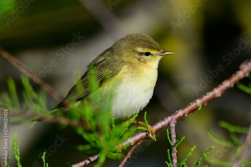 Willow warbler // Fitis (Phylloscopus trochilus)