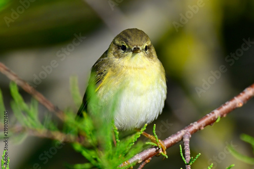 Fitis // Willow warbler (Phylloscopus trochilus)