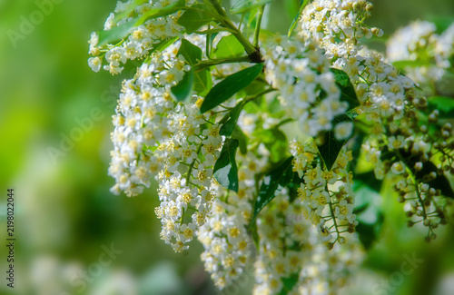 Bird cherry branches in the garden in spring
