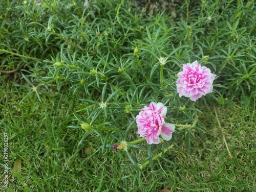 Фотография A close up view reveals vibrant pink flowers and lush green texture, forming a beautiful natural background in a garden setting