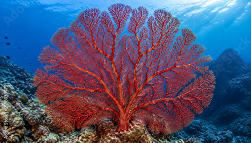 Large Red Gorgonian Sea Fan Branching Structure