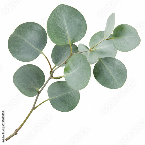 Isolated Silver Dollar Eucalyptus Branch on White Background