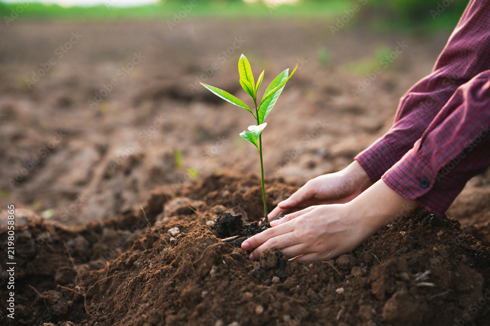 Obraz premium Hands gently press soil around a young sapling