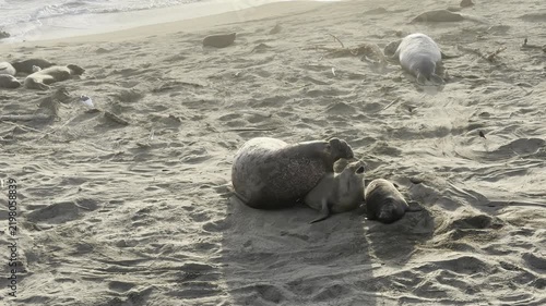 Northern elephant seals mating on sand at San Simeon