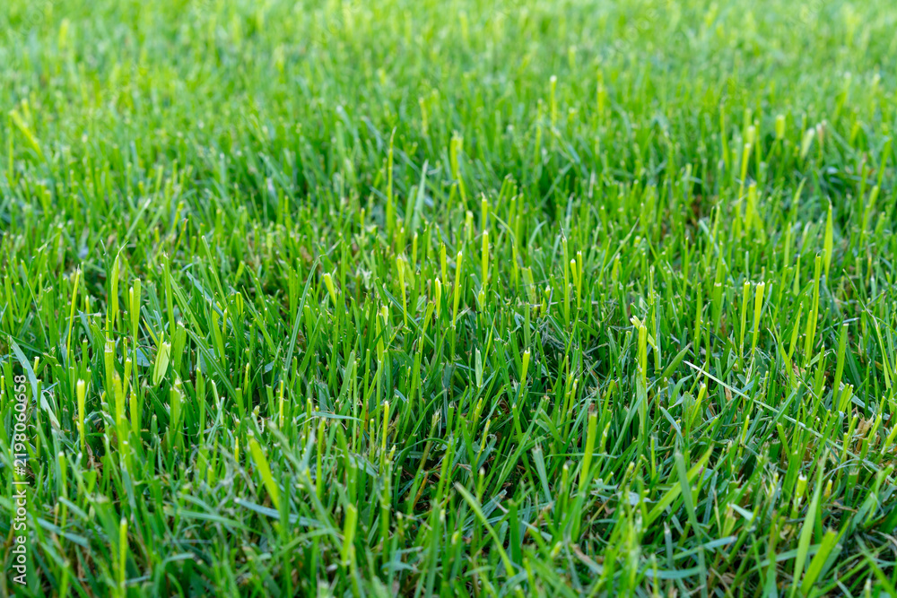Obraz premium Vibrant green grass blades create a lush, natural carpet for outdoor enjoyment