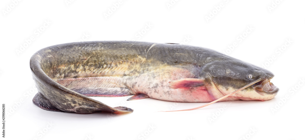 Fototapeta premium Fresh raw catfish isolated on a white background.