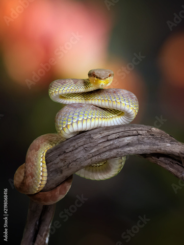 Fotografie Exotic golden viper snake coiled on a tree branch looking directly at camera wit