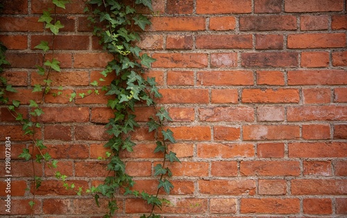 Green Vines on Old Brick Wall, Urban Nature Reclaiming Architecture