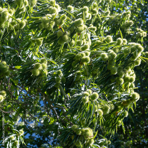 Bild auf Leinwand Green spiky chestnut burs with long leaves hanging on tree branches in sunny outdoor light