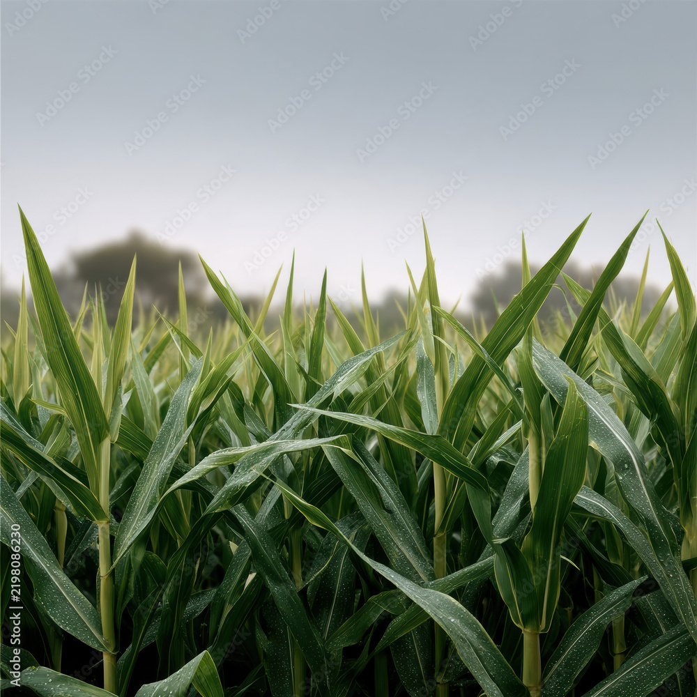 Obraz premium Tall green corn stalks with pointed leaves stand in dense field under cloudy sky, evoking calm rural atmosphere