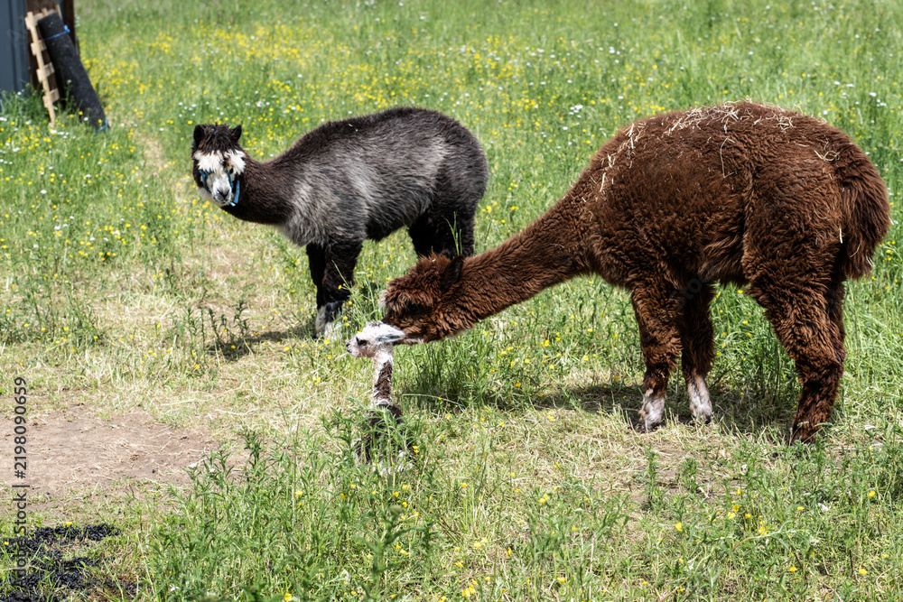 Obraz premium alpaka tier natur lama familie fortpflanzung