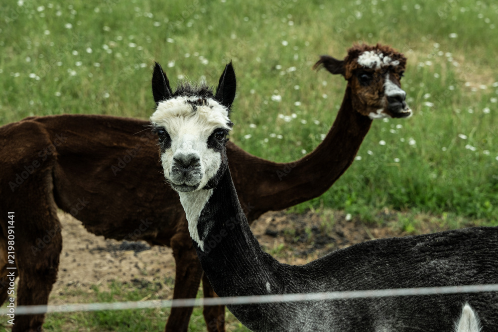 Fototapeta premium alpaka tier natur lama
