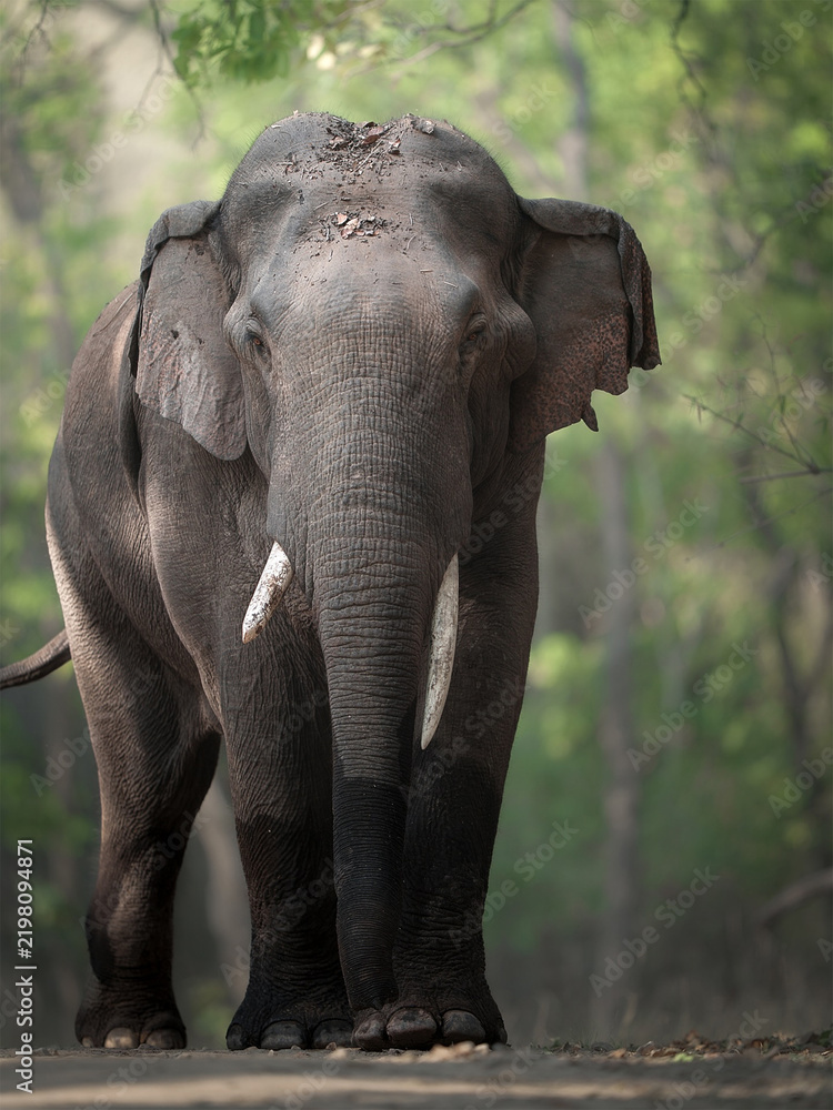 Fototapeta premium Large Asian tusked elephant walking along a dirt path in a green forest safari.