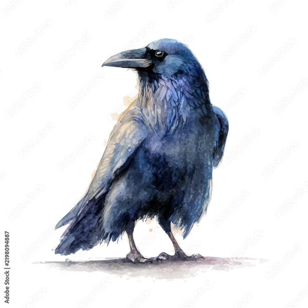 Fototapeta premium Raven, watercolor painting vector, isolated on a white background.
