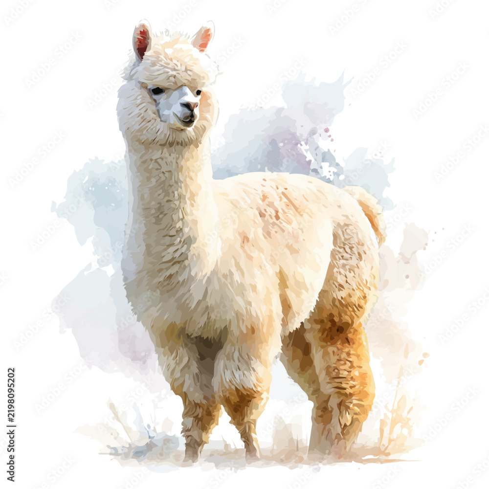 Fototapeta premium Alpaca, watercolor painting vector, isolated on a white background.
