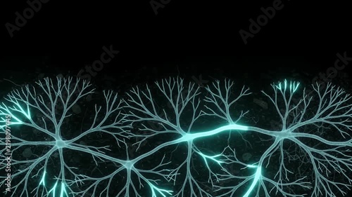 Mycorrhizal Symbiotic Network Equilibrium and Soil Data Exchange