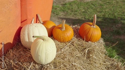 Orange and white pumpkins for halloween decoration
