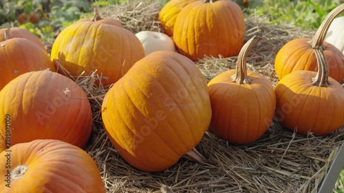 Orange pumpkins for halloween lying on hay at the pumpkin patch