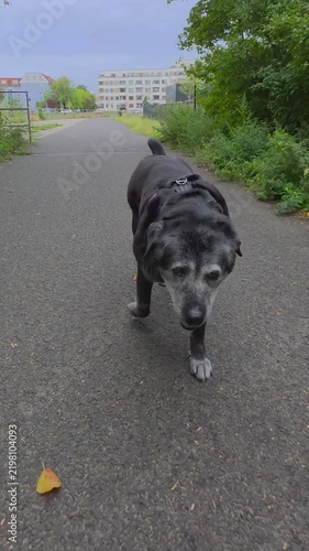 An elderly black and grey dog ​​taking a walk outdoors

