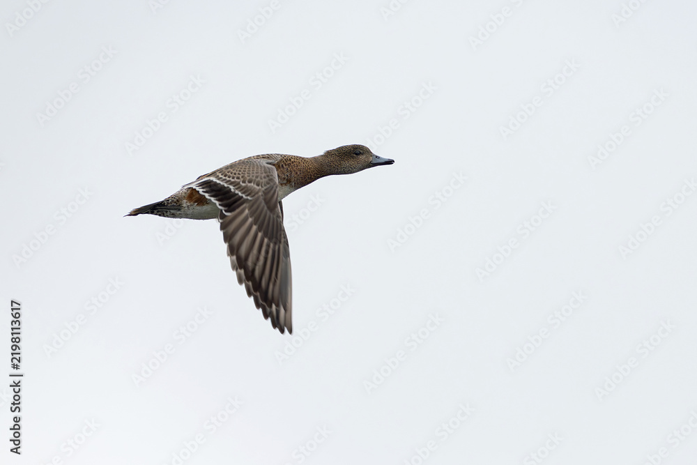 Obraz premium first calendar year female eurasian widgeon (anas penelope) in flight, found at Fehmarn at the Baltic Sea in Germany