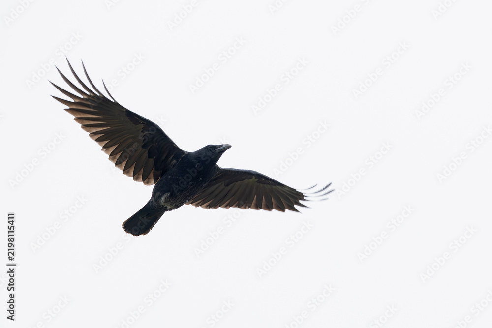 Obraz premium carrion crow (corvus corone) in flight showing some slight hybridization influence from Hooded Crow (Corvus cornix), found at Fehmarn at the Baltic Sea in Germany