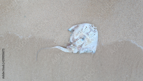 Konstfotografi Dead stingray washed ashore on sandy tropical beach