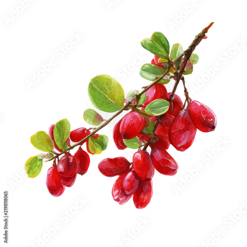 Foto Barberry, watercolor drawing vector, isolated on a white background