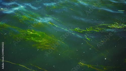 Green algae floating in water surface