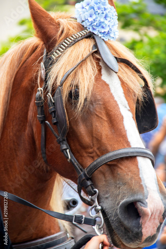 Tête de cheval harnaché, en format portrait, de profil