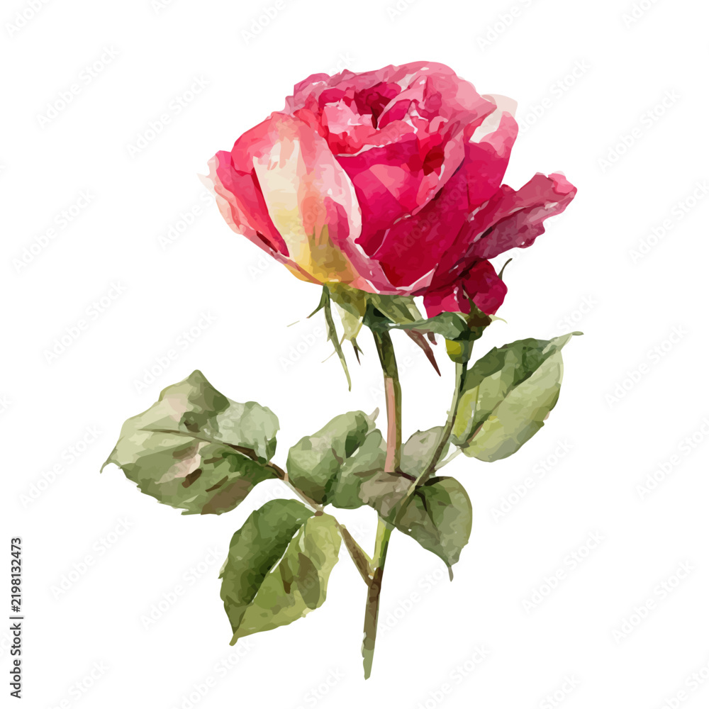 Obraz premium Rose, watercolor vector, isolated on a white background.