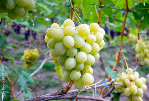 Delicious grapes grown on the farm. Wine making technology	

