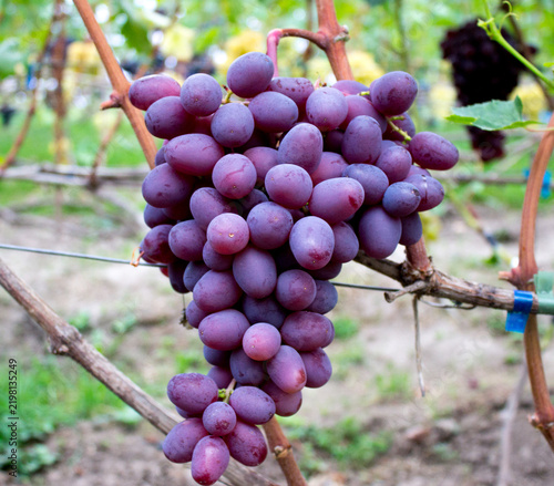 Delicious grapes grown on the farm. Wine making technology	
