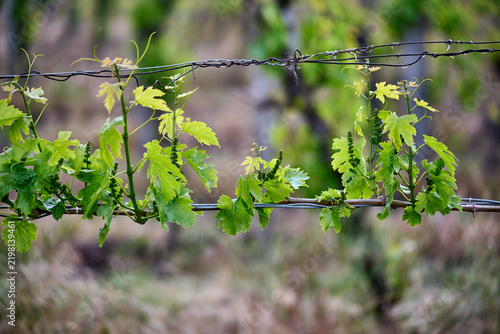 Close-up view of fresh green grapevine leaves and young shoots on trellis wire in a vineyard near Eger, Hungary
