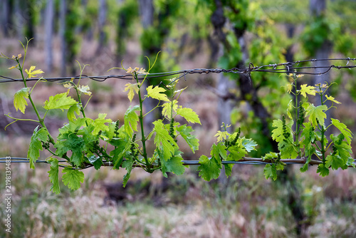 Close-up view of fresh green grapevine leaves and young shoots on trellis wire in a vineyard near Eger, Hungary