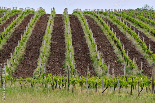 Symmetrical rows of young grapevines and plowed brown soil in a vineyard near Eger, Hungary